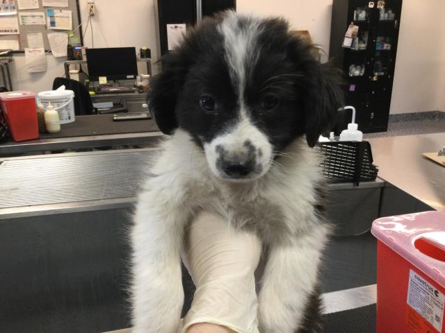 Adoptable Dog
