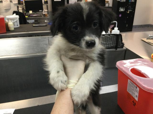 Adoptable Dog