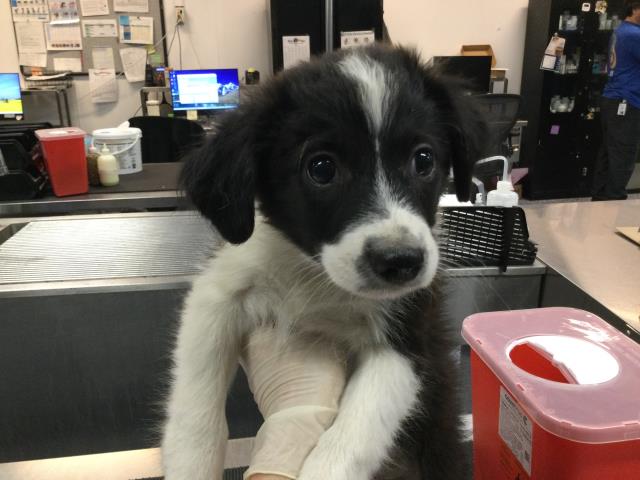 Adoptable Dog