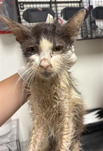 Adoptable Cat