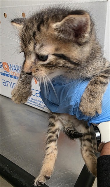 Adoptable Cat