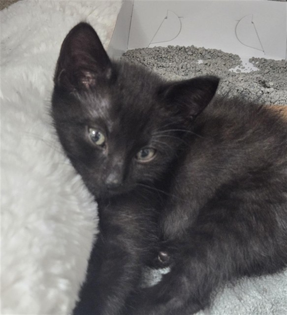 Jiji