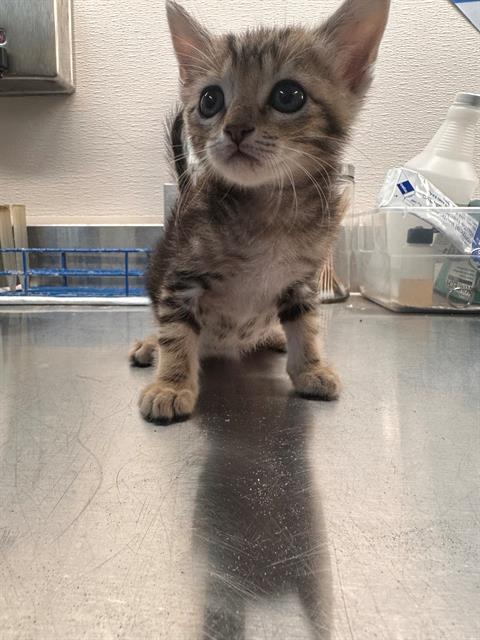 Max