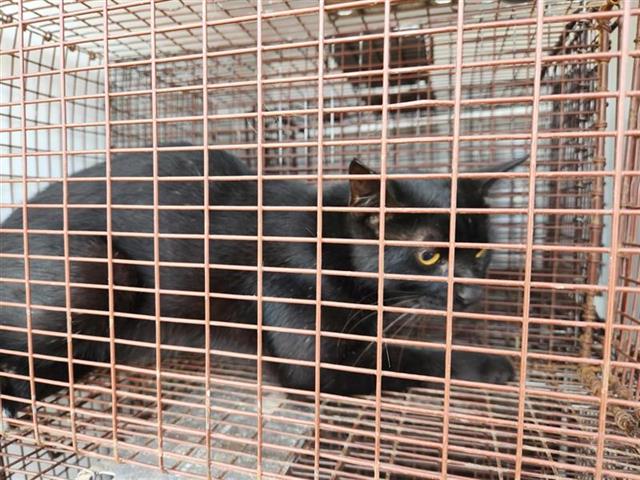 Adoptable Cat