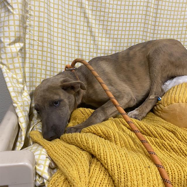 Adoptable Dog