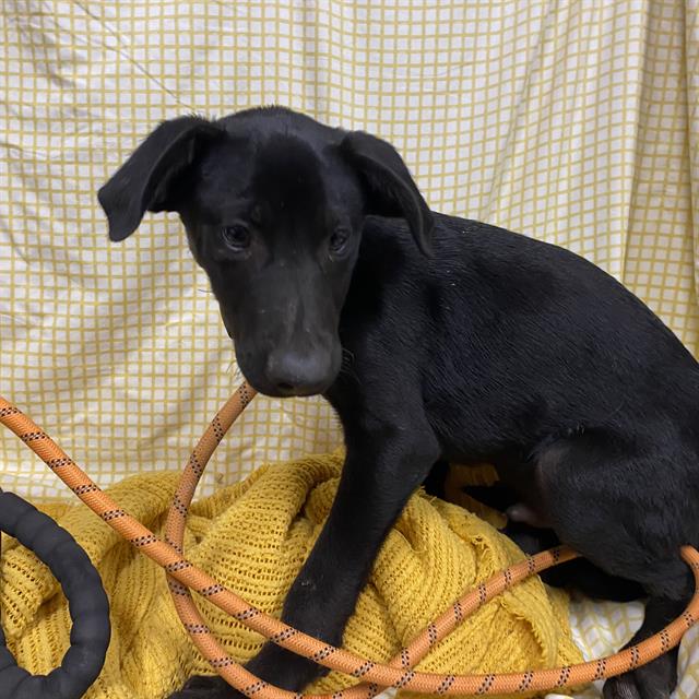 Adoptable Dog