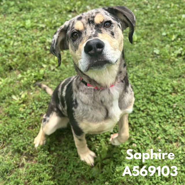 Saphire