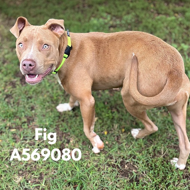 Fig