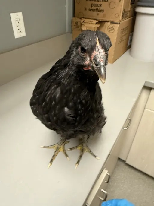*Mango
