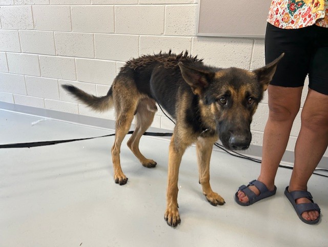 Adoptable Dog