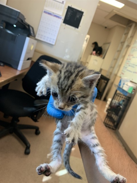 Adoptable Cat