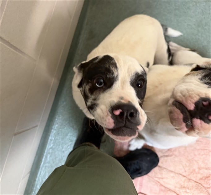 Adoptable Dog