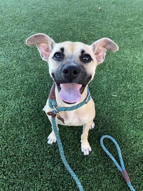 Adoptable Dog