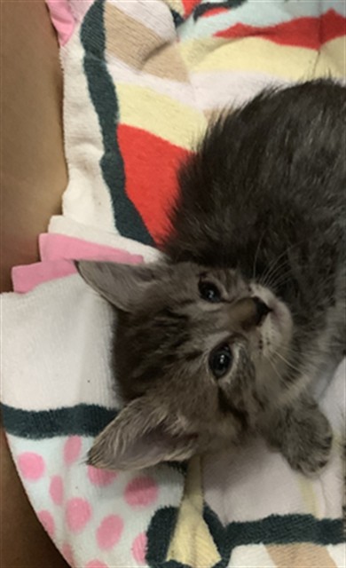 Adoptable Cat