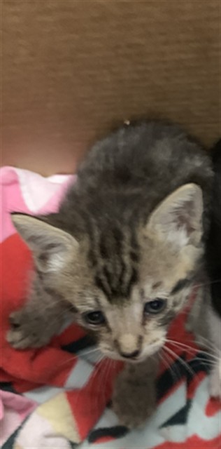 Adoptable Cat
