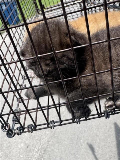 Adoptable Cat