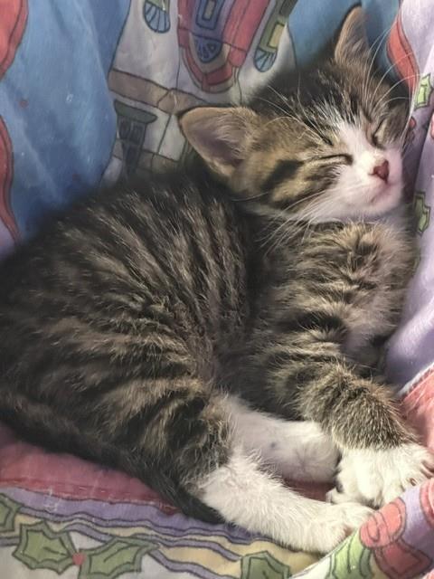 Axel Cat