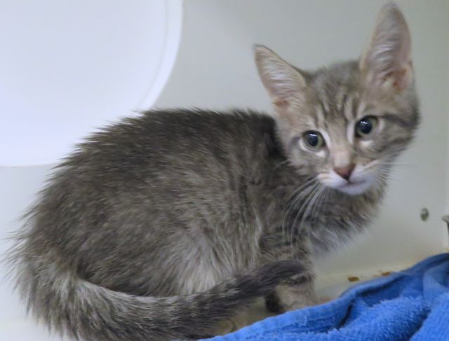 Adoptable Cat