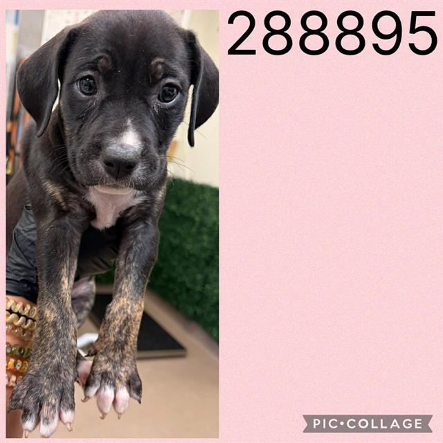 Adoptable Dog