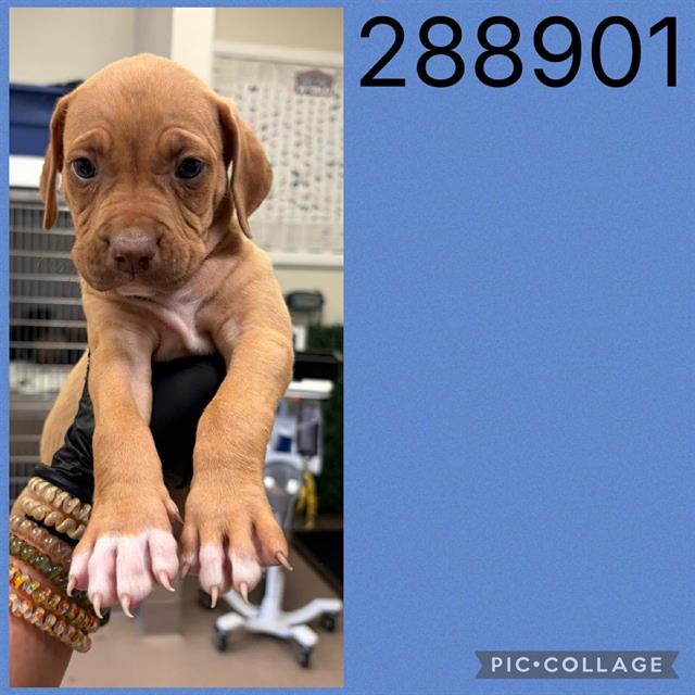 Adoptable Dog