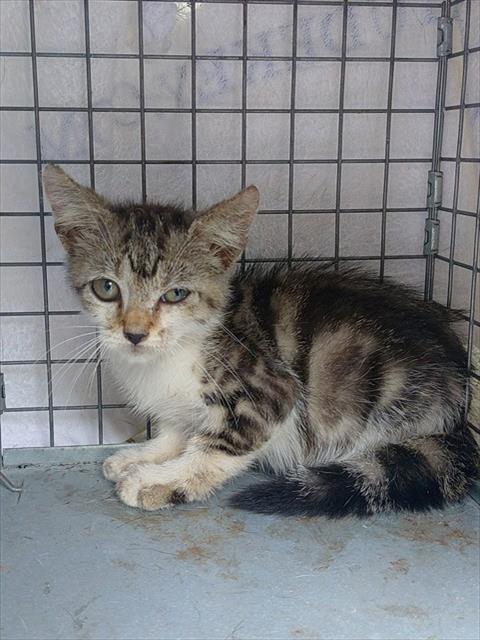 Rtf Kitten