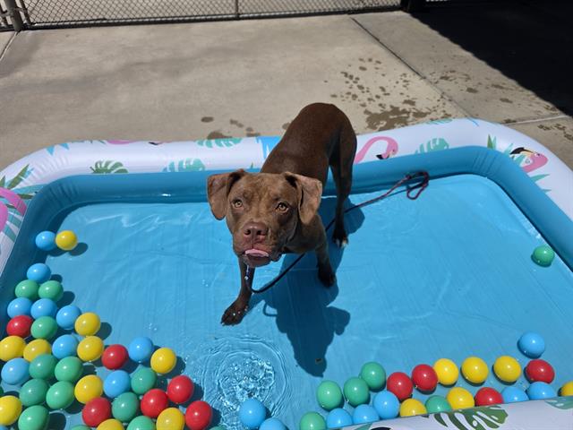 Coco
