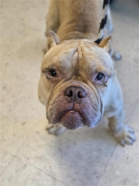 Sumo