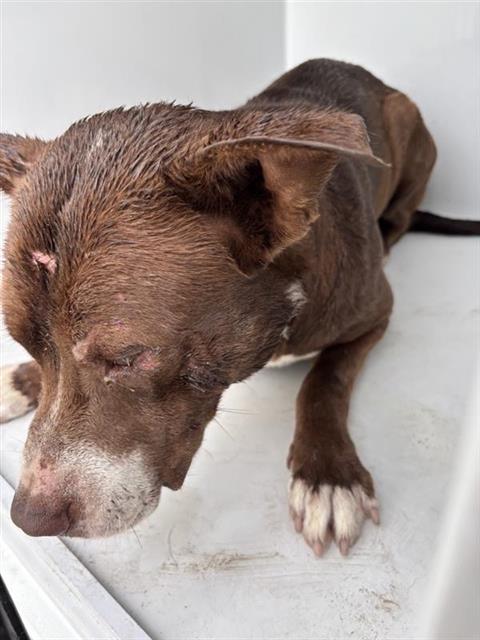 Adoptable Dog