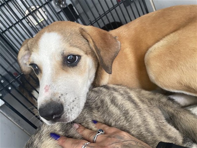Adoptable Dog