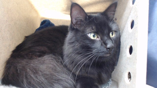 Salem