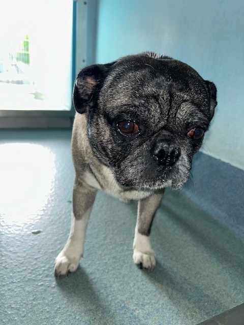 Adoptable Dog