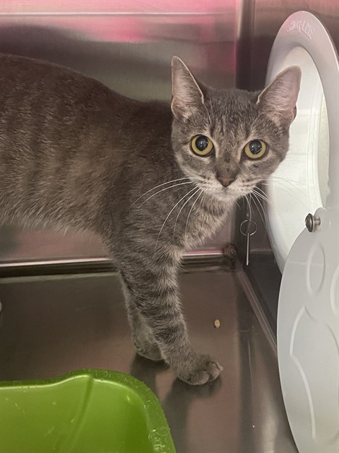 Mimi