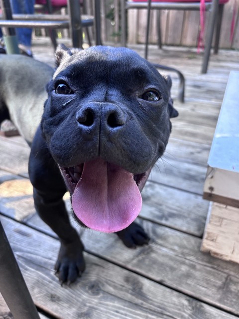 Angus
