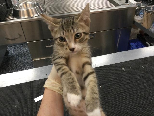 Adoptable Cat