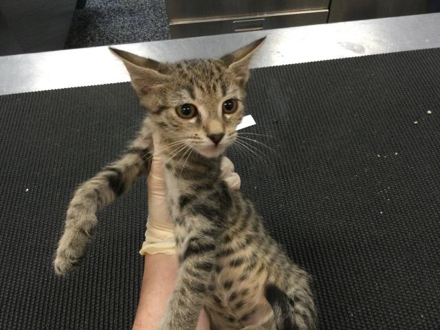Adoptable Cat