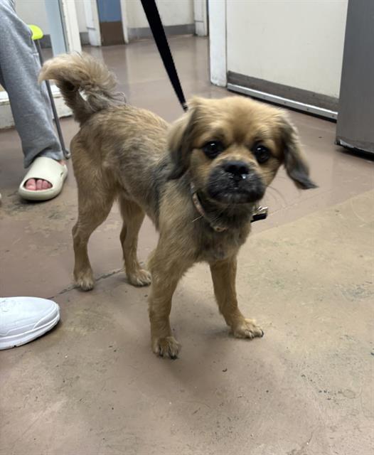 Adoptable Dog