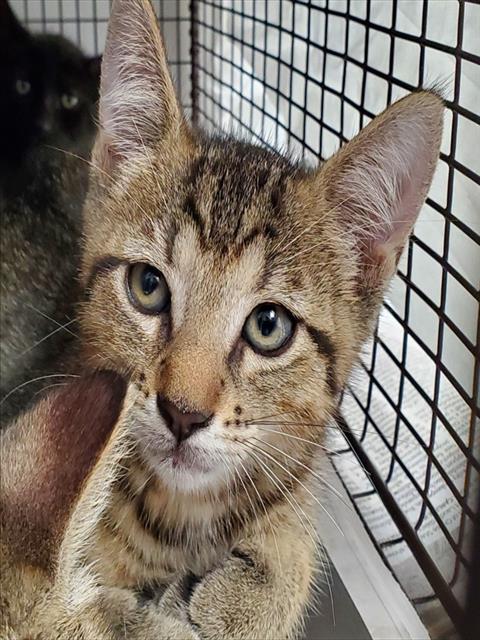 Darwin
