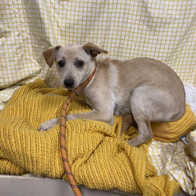 Adoptable Dog