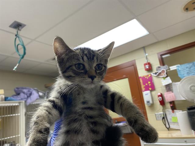 Morty