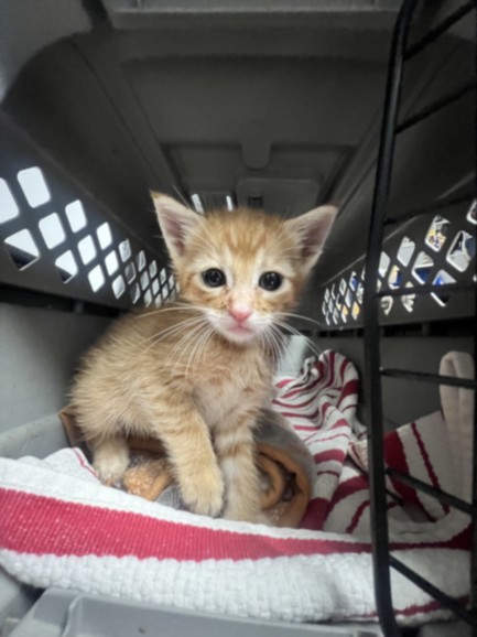 Adoptable Cat