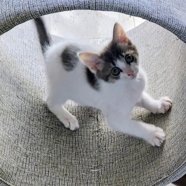 Jessie