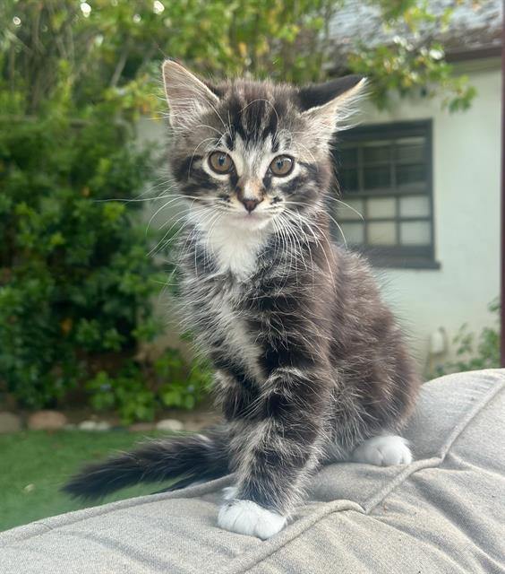 Lil Man