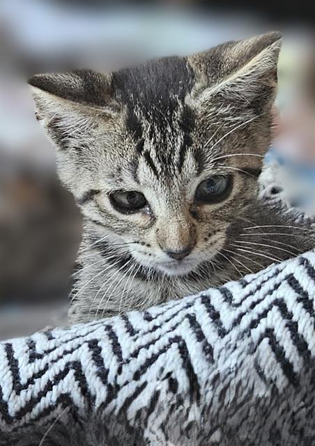 Lucy