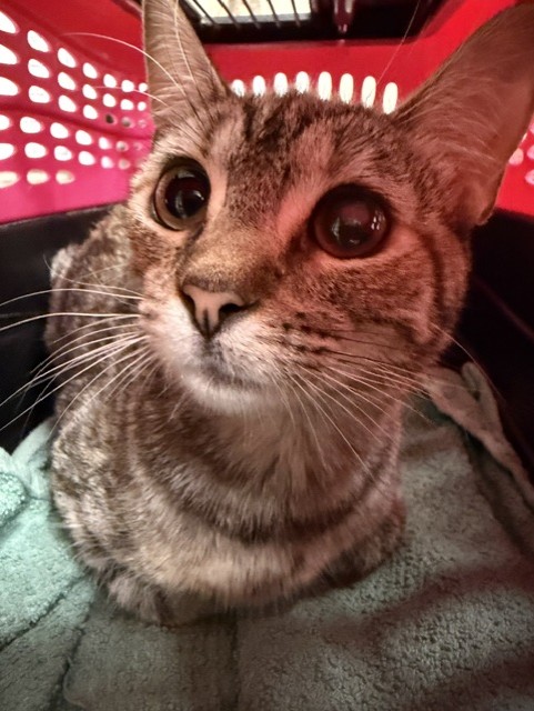 Adoptable Cat