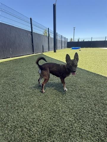 Canela
