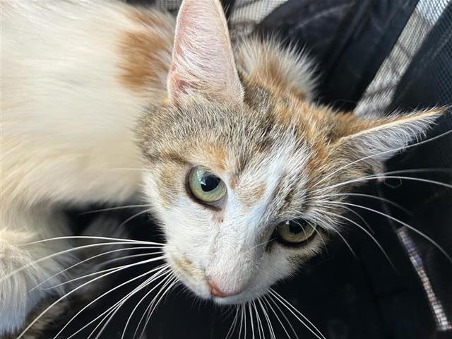 Gracie