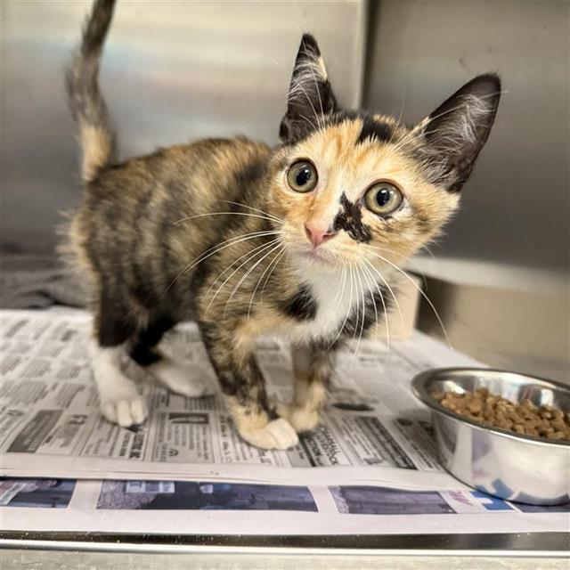 Sabrina