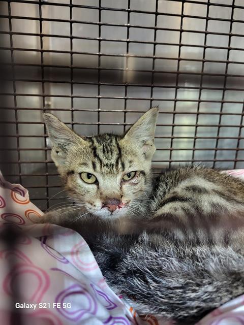 Bobtail Tom