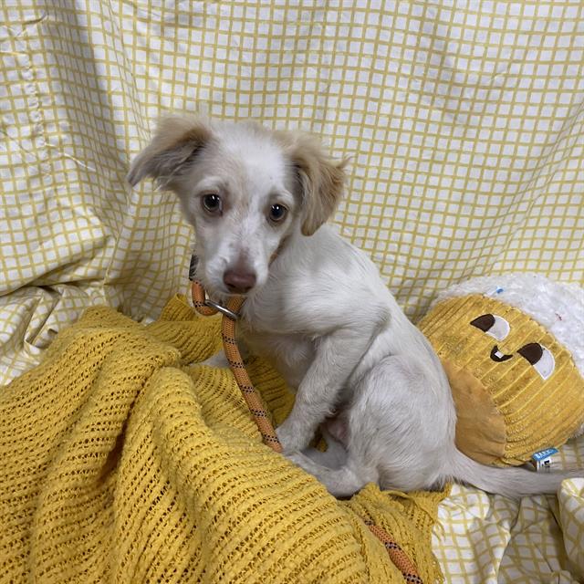 Adoptable Dog