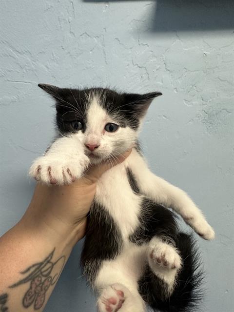 Adoptable Cat